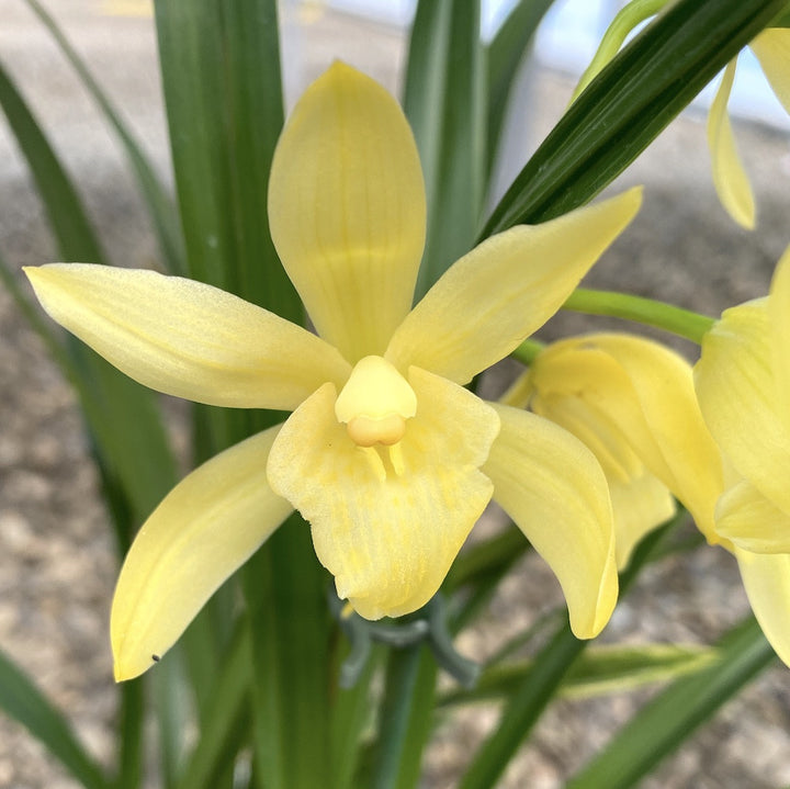 Orhidee Cymbidium Golden Elf (variegat)