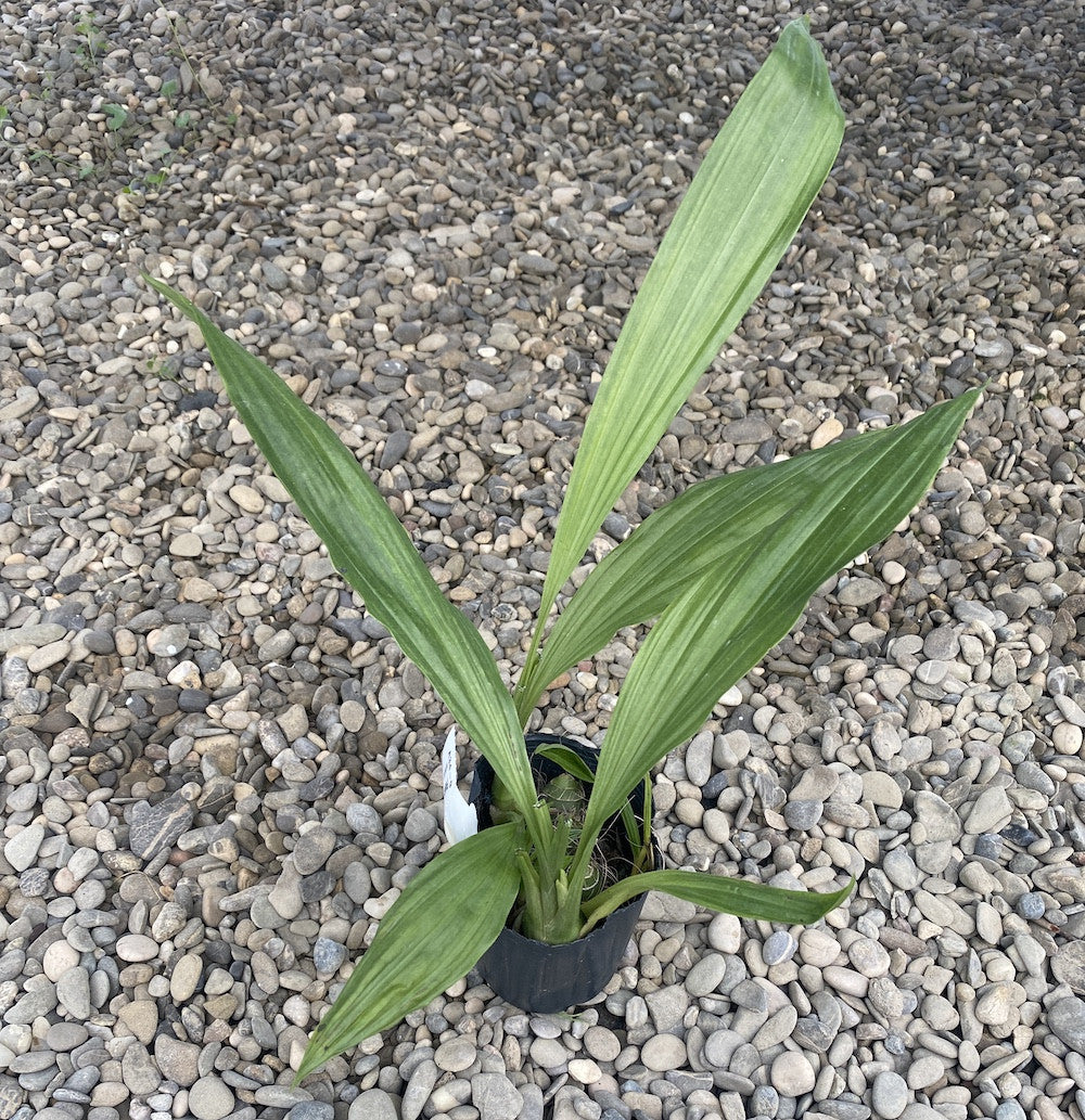 Phaius (Gastrorchis) tankervilleae var. album