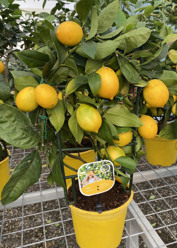 Lamai la ghiveci, Meyer Lemon cu fructe mari