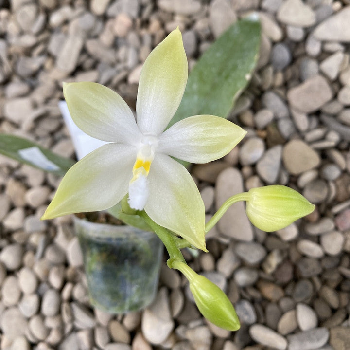 Phalaenopsis tetraspis 'Green'