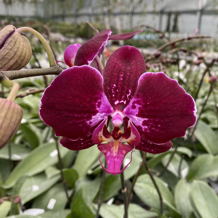 Orhidee Phalaenopsis OX Red Lion '1668'