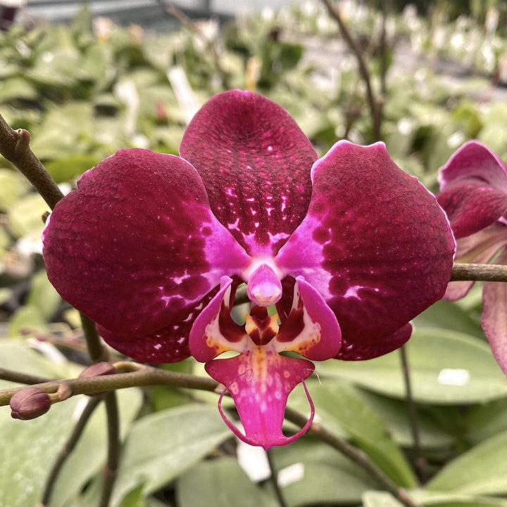 Orhidee Phalaenopsis OX Red Lion '1668'