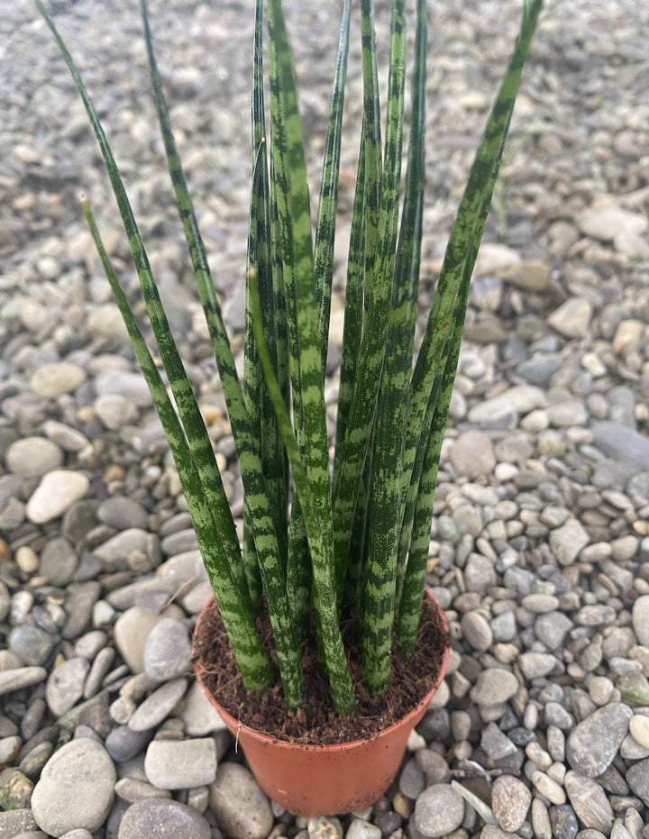 Sansevieria Fernwood mikado