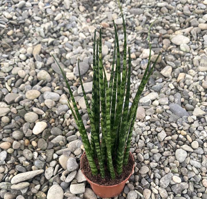 Sansevieria Fernwood mikado