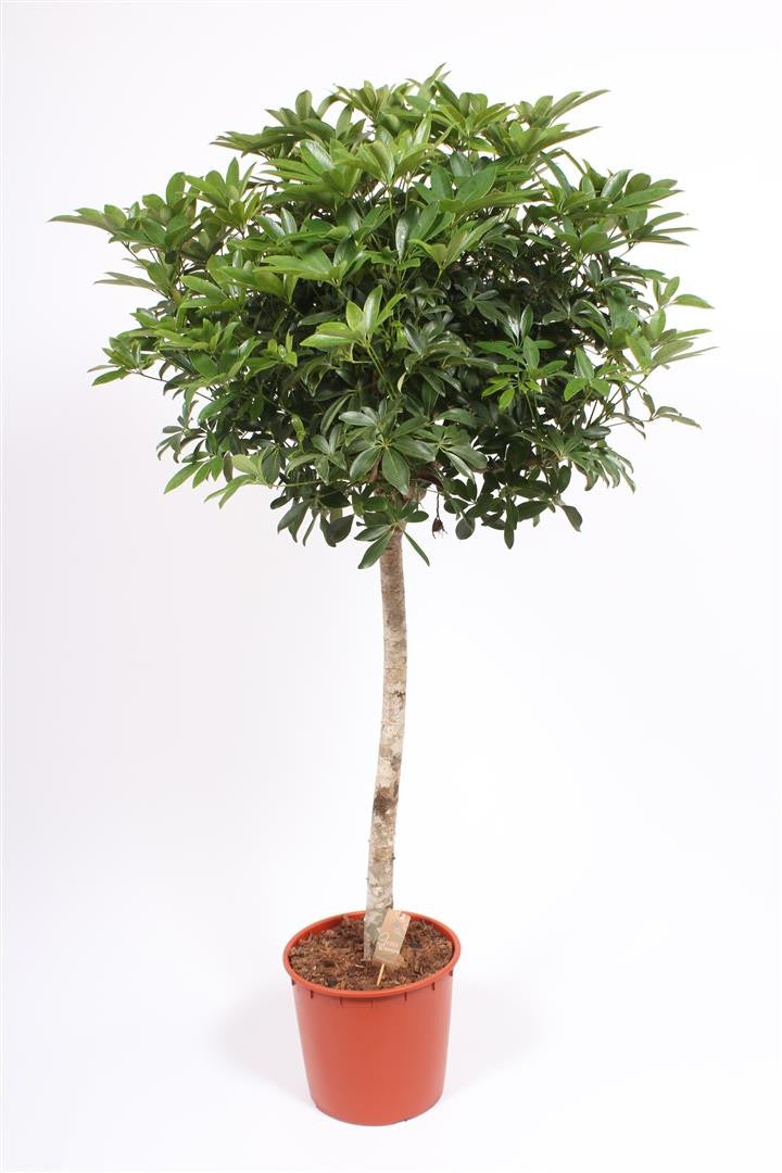 Cumpara online Schefflera arboricola 'Compacta' picior, pret imbatabil!