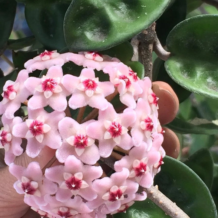 Hoya carnosa Krinkle 8