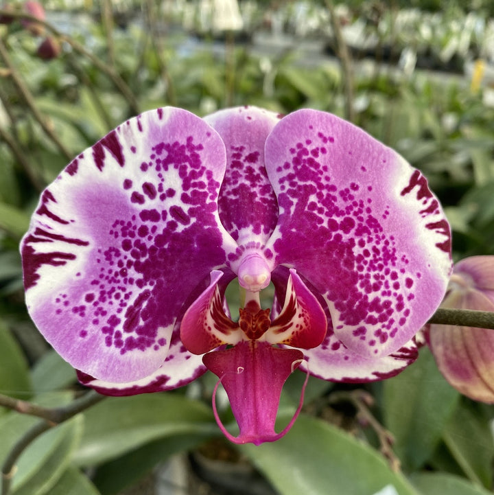 Orhidee Phalaenopsis OX Red Lion '1668'