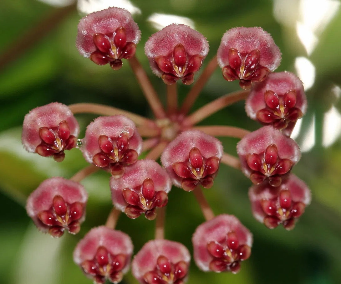 Hoya halophila - flori cu parfum de caramel