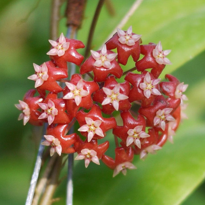 Hoya ilagiorum