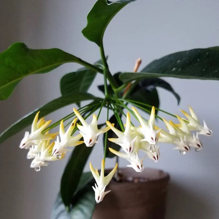 Hoya multiflora