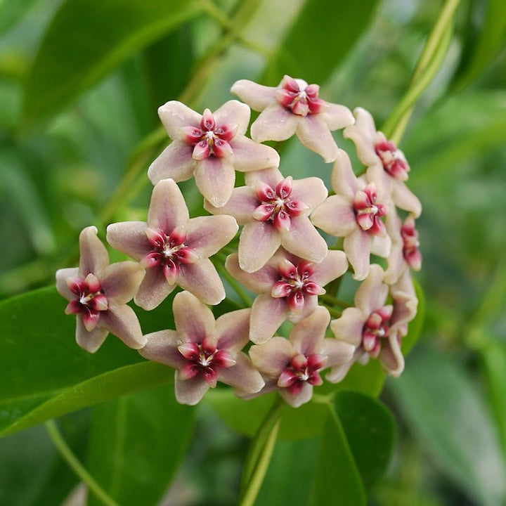 Hoya rubida