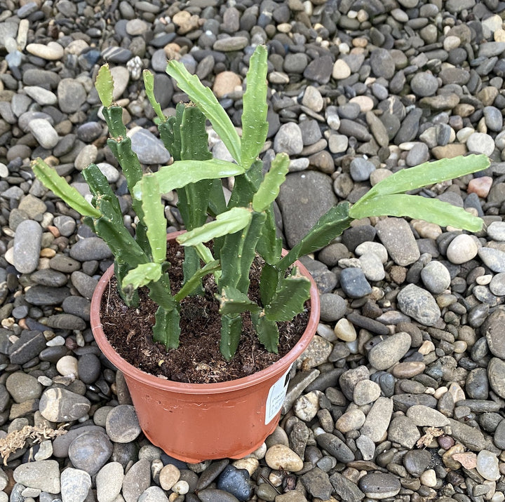 Rhipsalis Micrantha, specii rare de cactusi la pret atractiv!