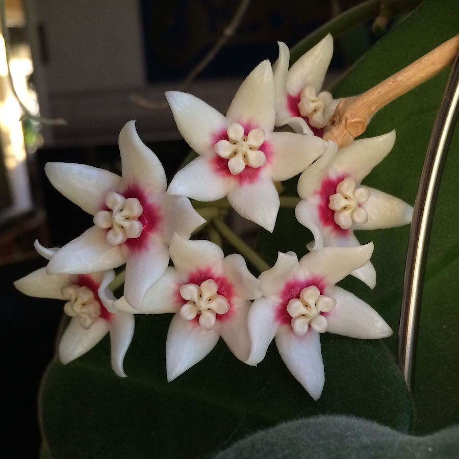 Hoya calycina