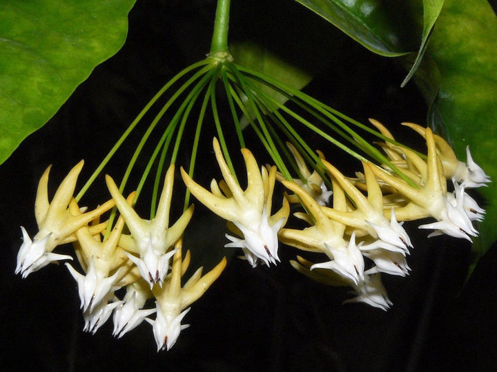 Hoya multiflora