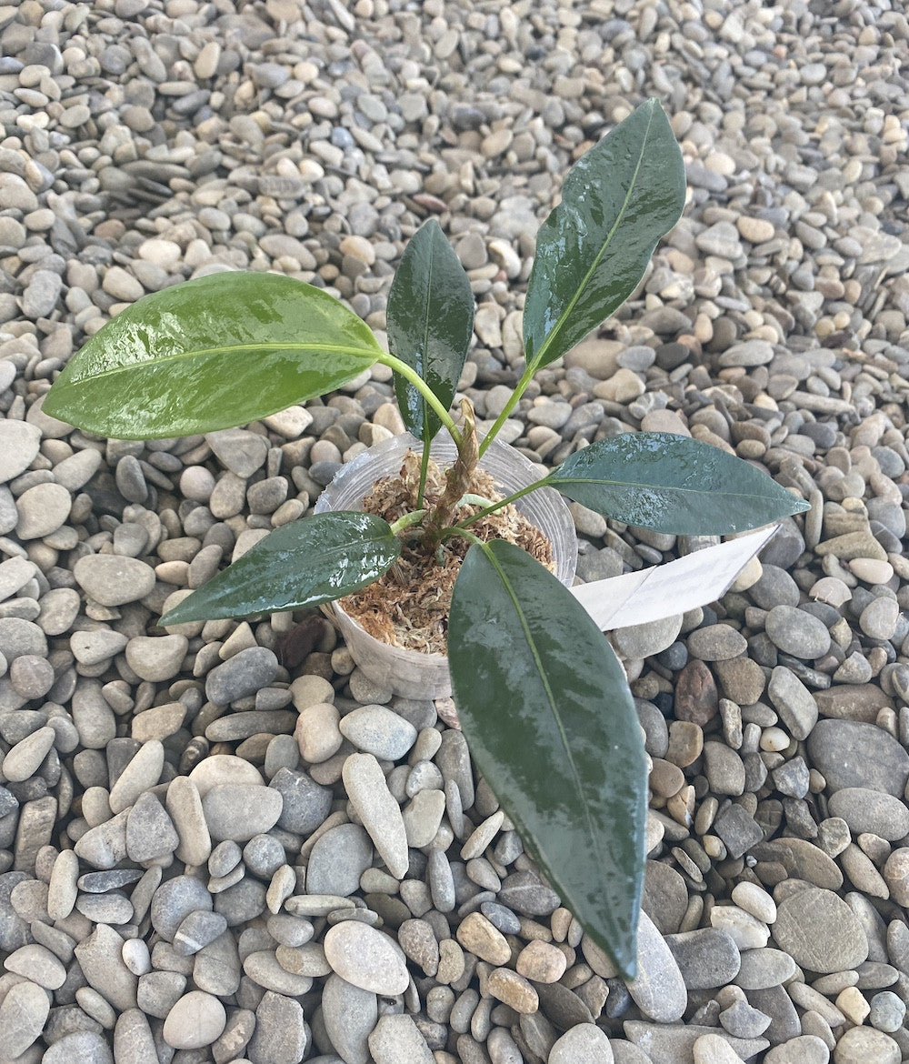 anthurium scandens pumila Anthurium scandens ssp. pusillum – Secret Garden Plant Shop