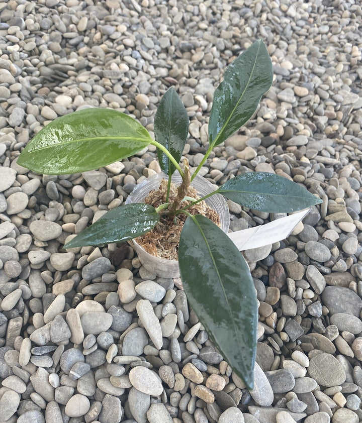 Anthurium scandens ssp. pusillum