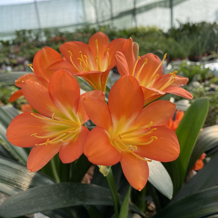 Crin - Clivia miniata