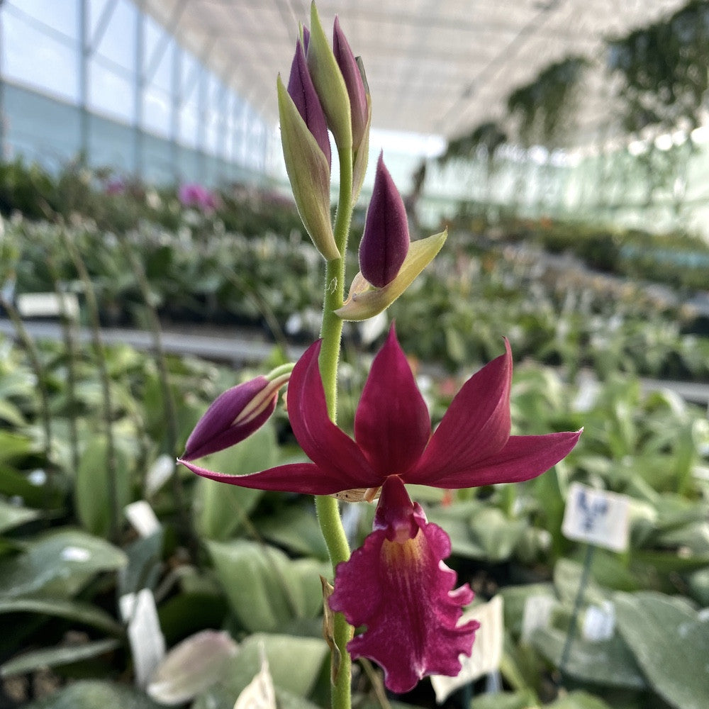 Phcal. Kryptonite (Calanthe Rozel × Phaius tankervilliae)