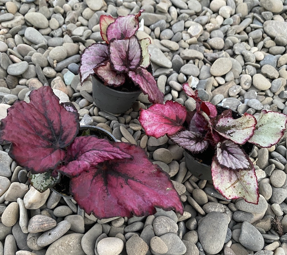 Begonia mini mix