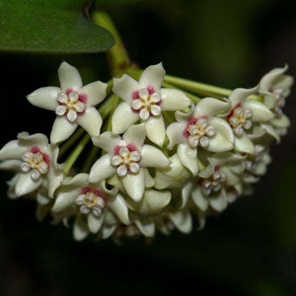 Hoya australis 'Kapoho' (Hawaii)