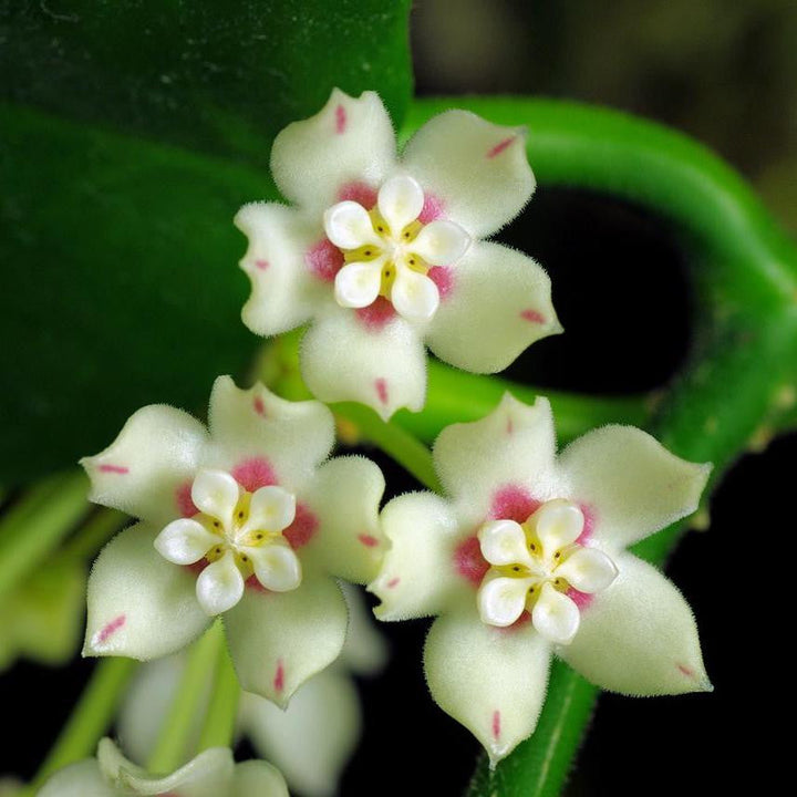 Hoya australis 'Kapoho' (Hawaii)