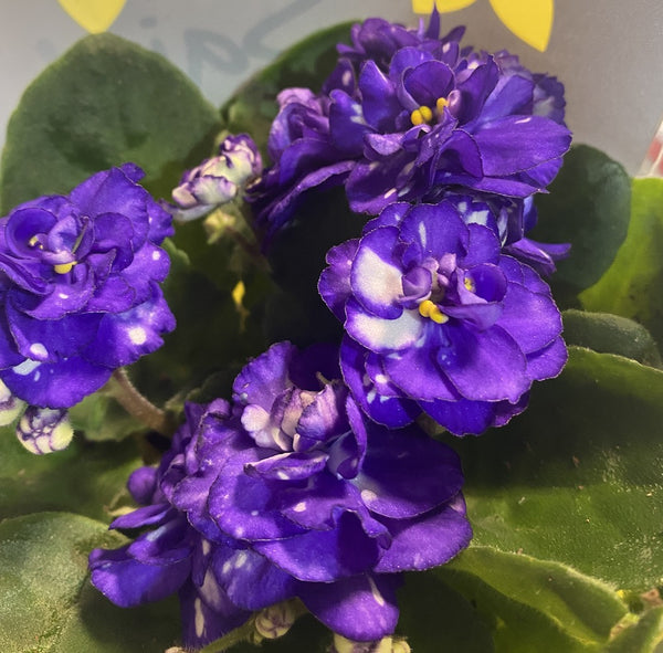 Saintpaulia - violete batute si bicolore mov-alb