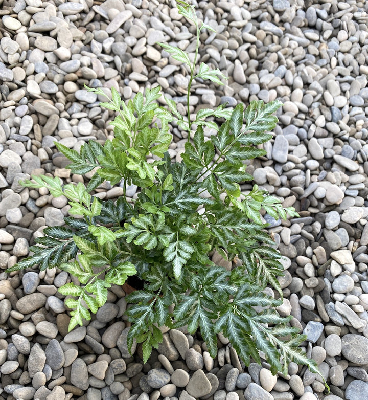 Pteris ensiformis 'Evergemiensis' (Silver Lace fern)