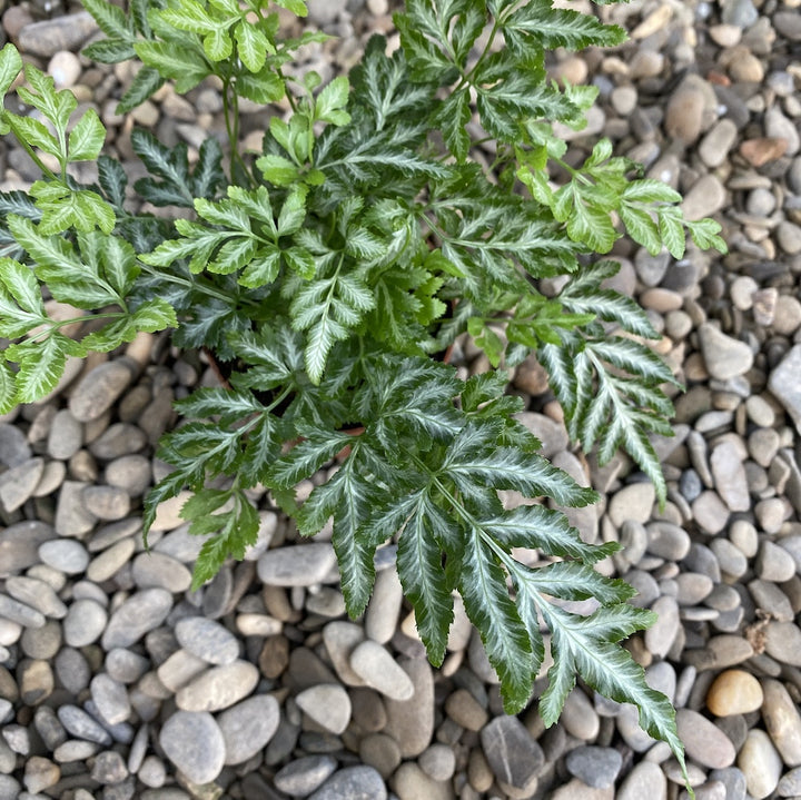 Pteris ensiformis 'Evergemiensis' (Silver Lace fern)