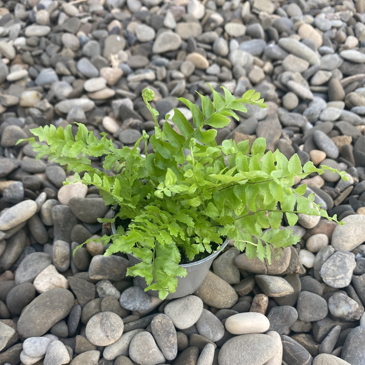 Feriga de Camera - Nephrolepis, purifica aerul, cel mai bun pret!