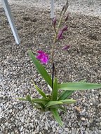 Orhidee Epicattleya -  Catyclia Plicaboa, de vanzare in magazin sau online.