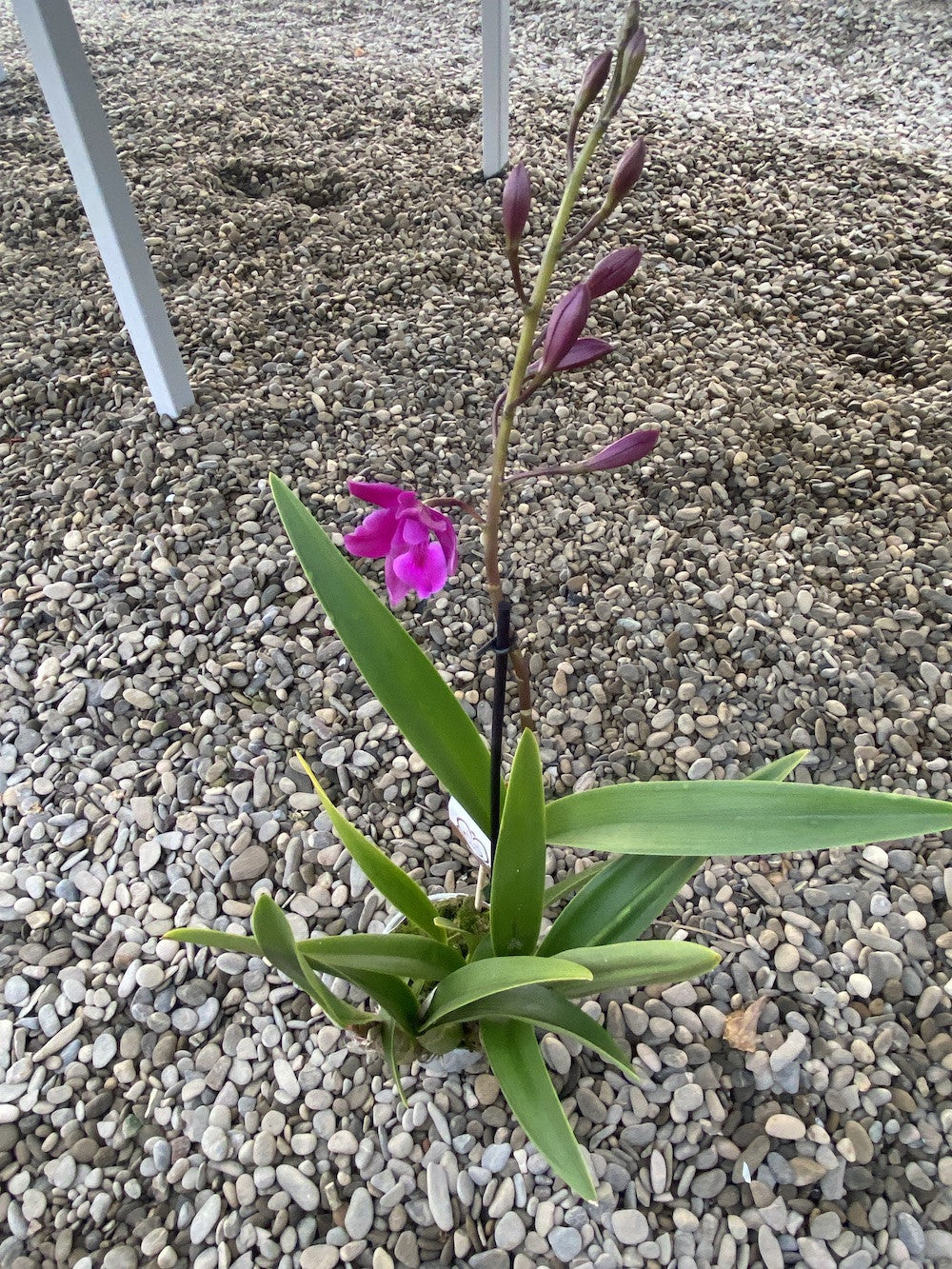 Orhidee Epicattleya -  Catyclia Plicaboa, de vanzare in magazin sau online.