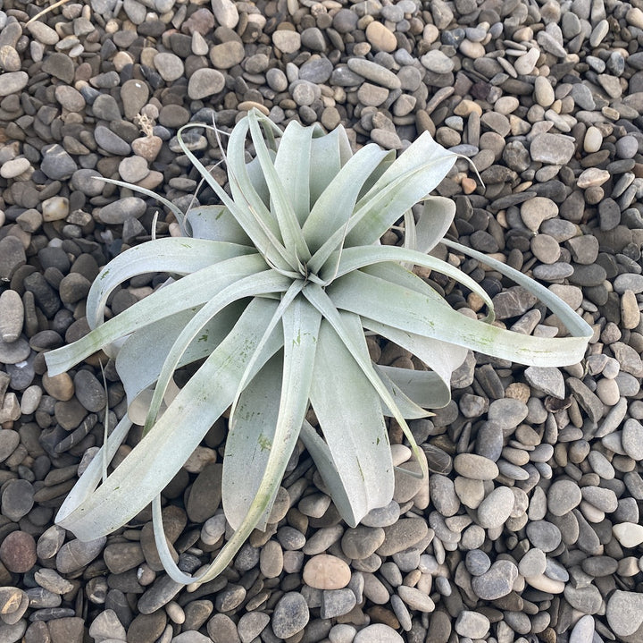 Comanda Tillandsia Xerographica, planta aeriana de vanzare, pret atractiv!