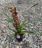 Cymbidium Brown