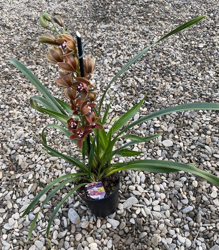 Cymbidium Brown