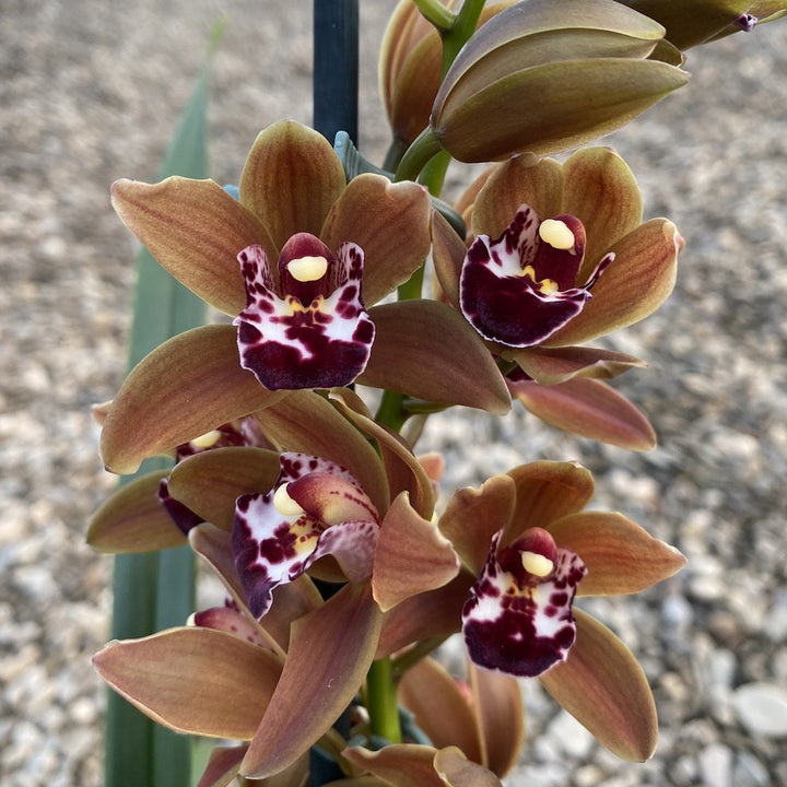 Cymbidium Brown