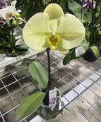 Phalaenopsis Singolo Yellow - floarea XXL