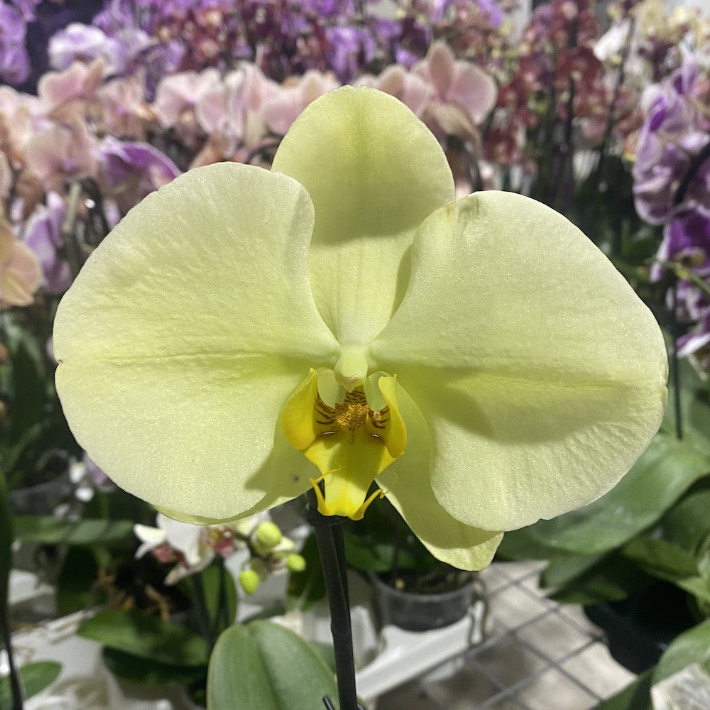 Phalaenopsis Singolo Yellow - floarea XXL