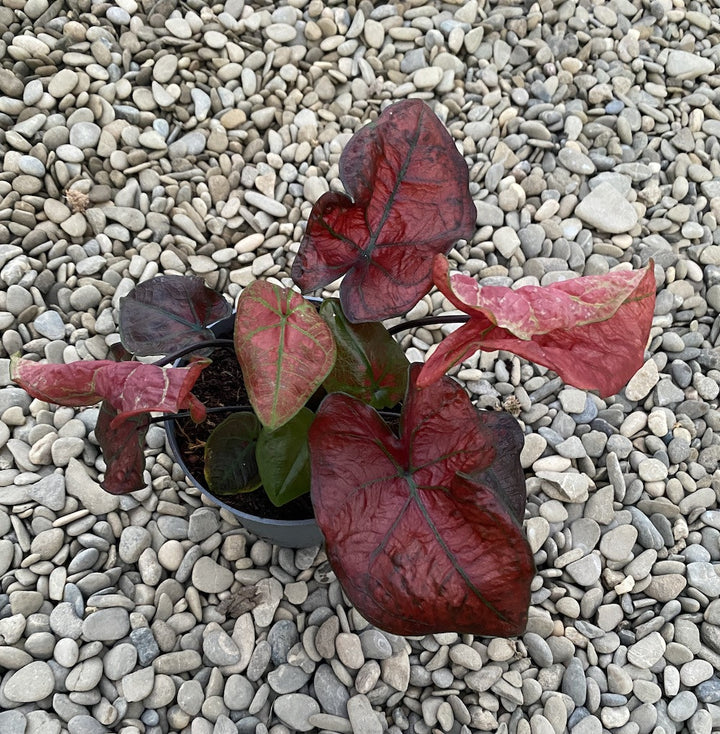 Caladium Bubble