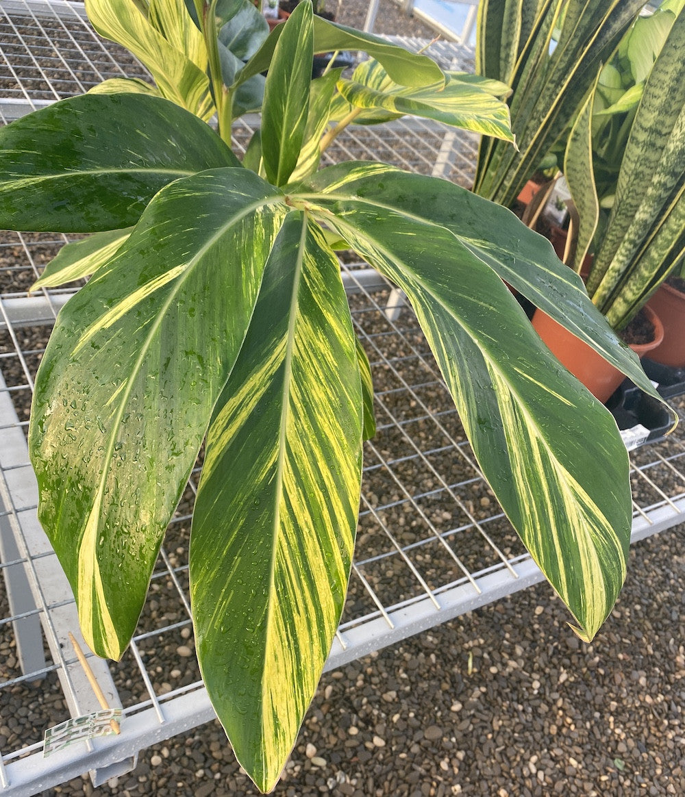 Alpinia zerumbet variegata