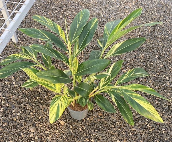 Alpinia zerumbet variegata