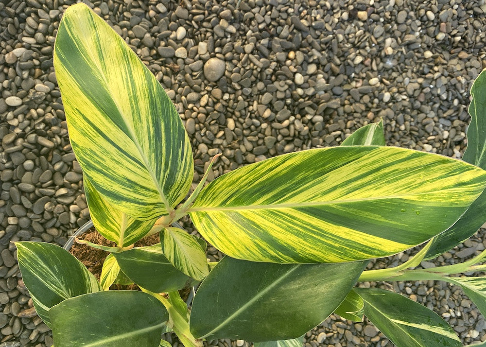 Alpinia zerumbet variegata