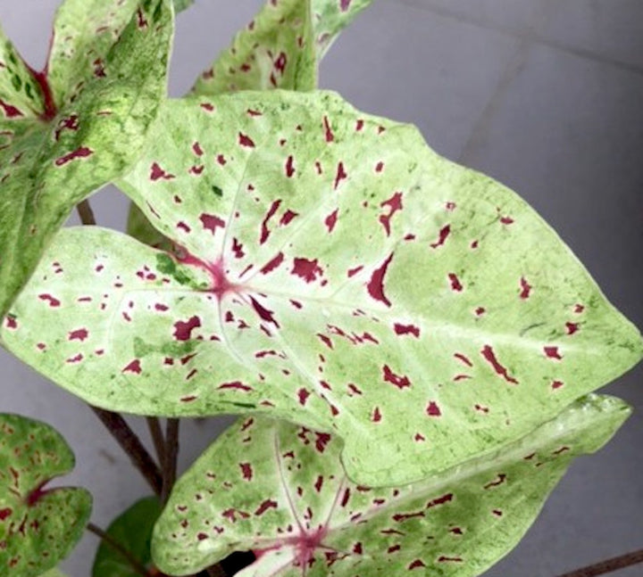 Caladium Miss Muffet