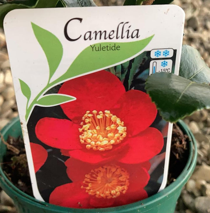 Camellia japonica Yuletide (rezistenta la inghet)