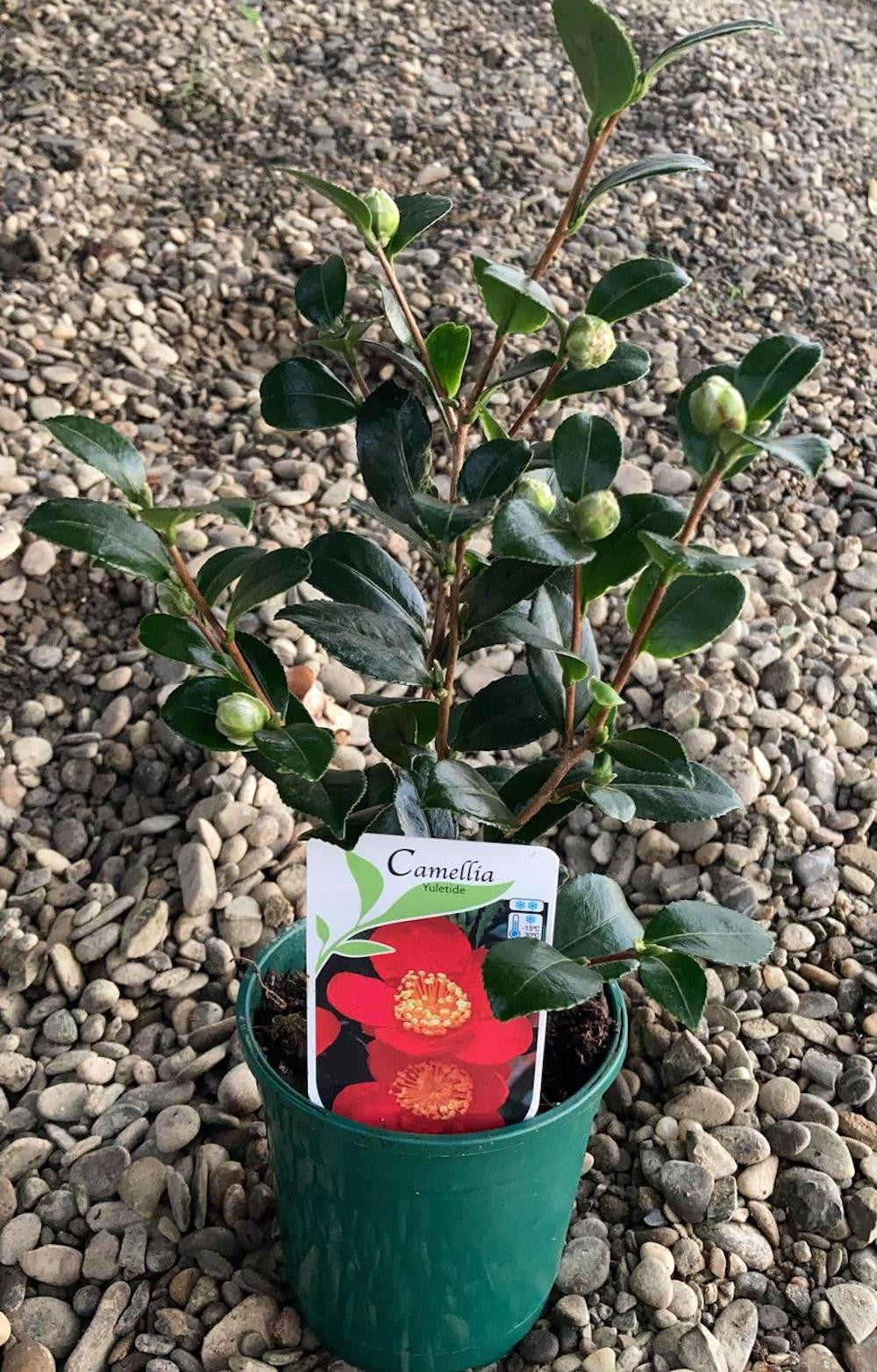 Camellia japonica Yuletide (rezistenta la inghet)