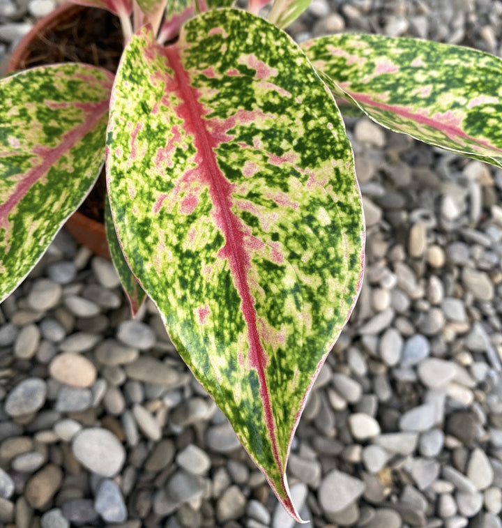 Aglaonema Sparkling Sarah