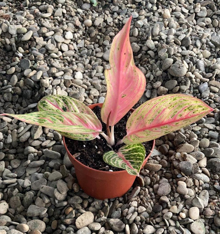 Aglaonema Starshining