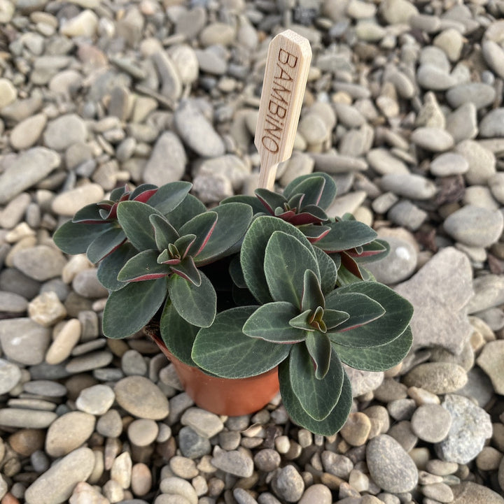 Peperomia Verticillata Red Log