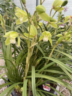 Orhidee Cymbidium Ensifolium rare form -  orhidee pitica parfumata