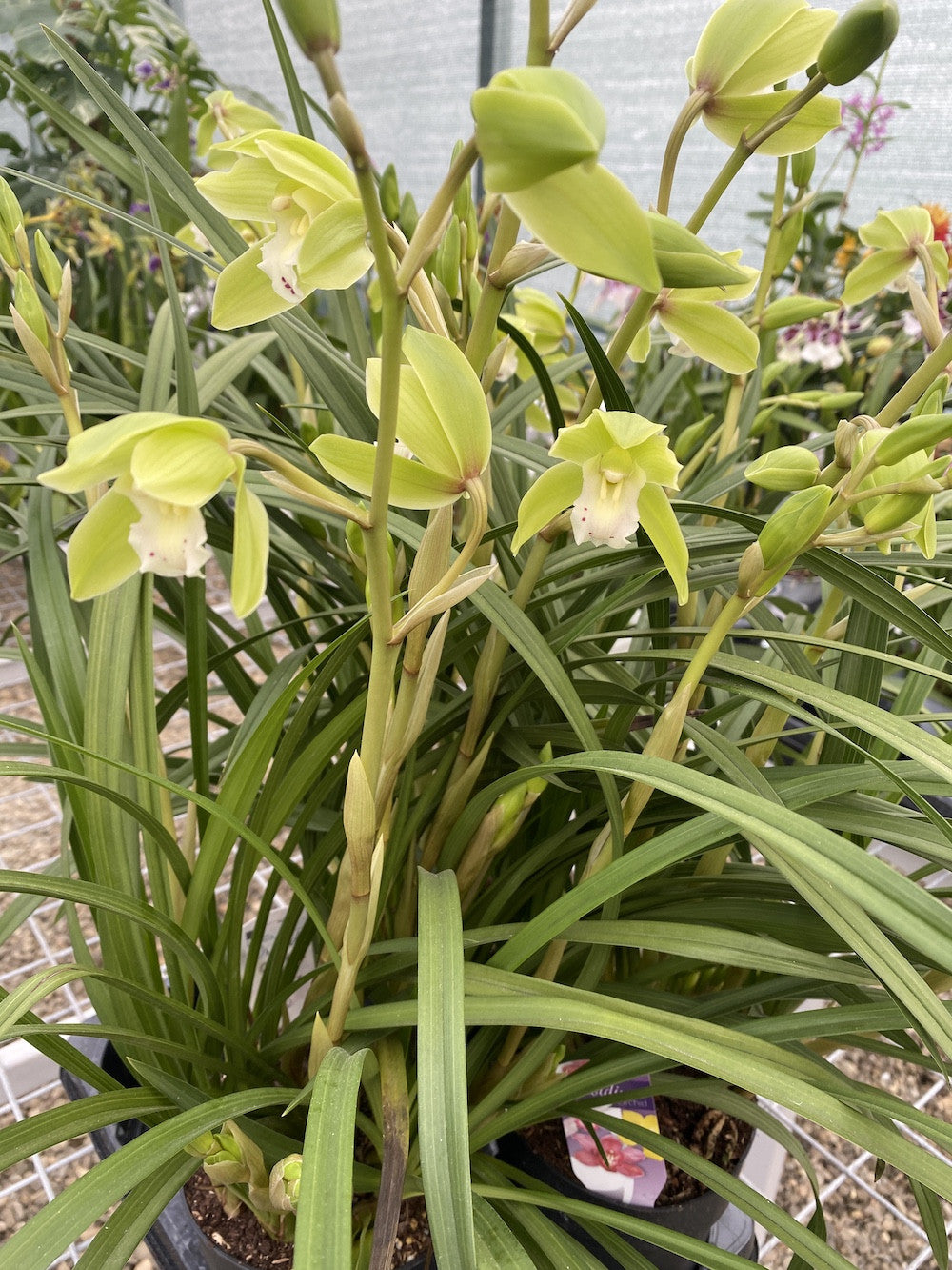 Orhidee Cymbidium Ensifolium rare form -  orhidee pitica parfumata