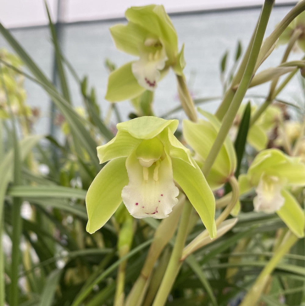 Orhidee Cymbidium Ensifolium rare form -  orhidee pitica parfumata